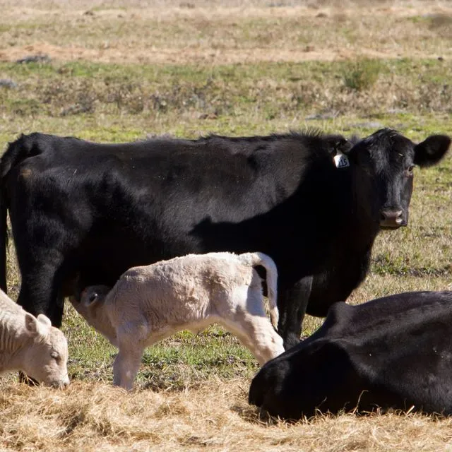 thumbnail for publication: Nutrition at Early Stages of Life Determines the Future Growth and Reproductive Performance of Beef Calves